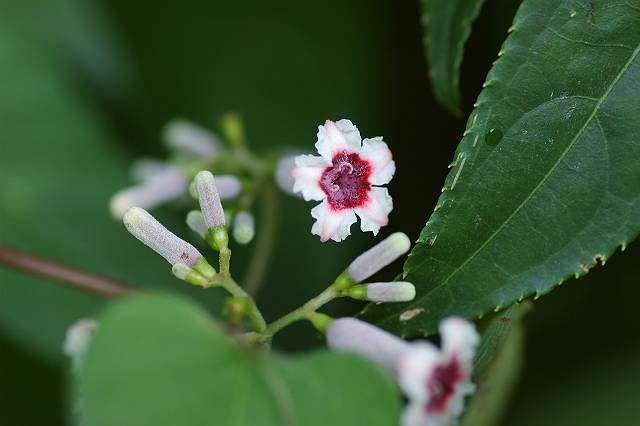 �w�N�\�J�Y��