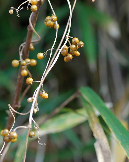 �w�N�\�J�Y��