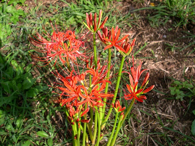 �q�K���o�i