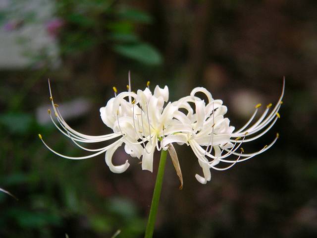 �V���o�i�q�K���o�i