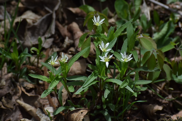 �q�Q�l���`�K�C�\�E