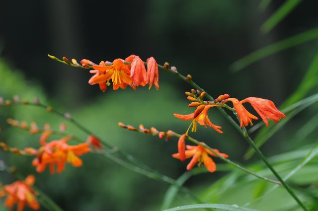 �q���q�I�E�M�Y�C�Z��