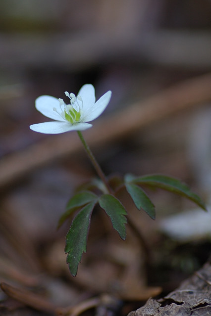 �q���C�`�Q