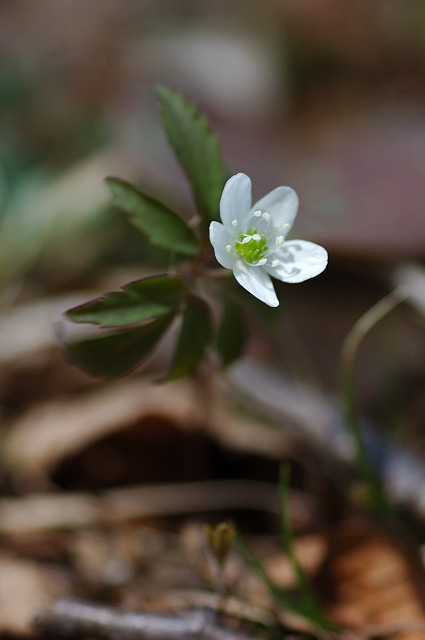 �q���C�`�Q