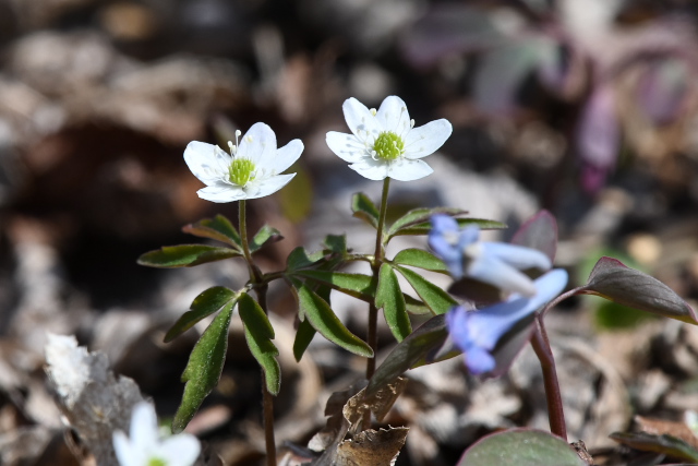 �q���C�`�Q