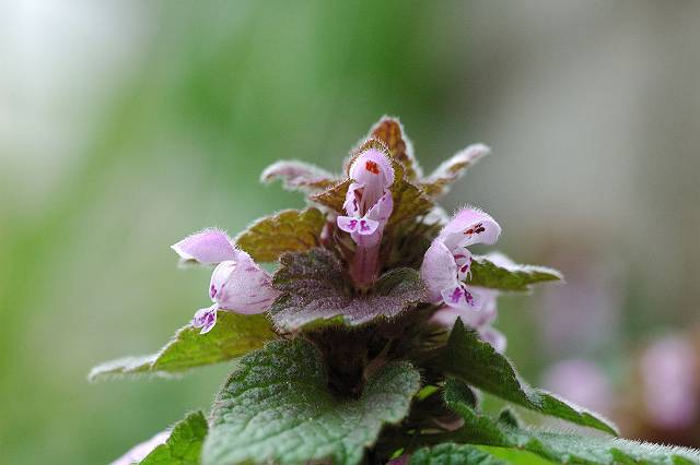 �q���I�h���R�\�E