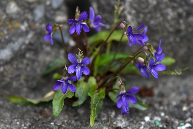 �q���X�~��