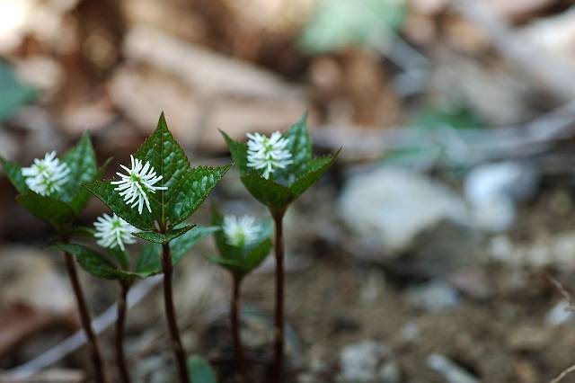 �q�g���V�Y�J