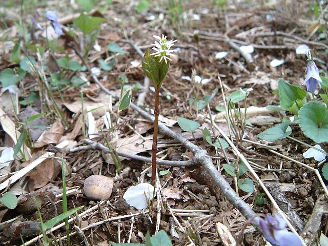 �q�g���V�Y�J