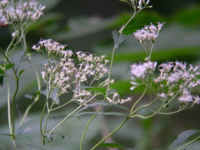 �q���h���o�i