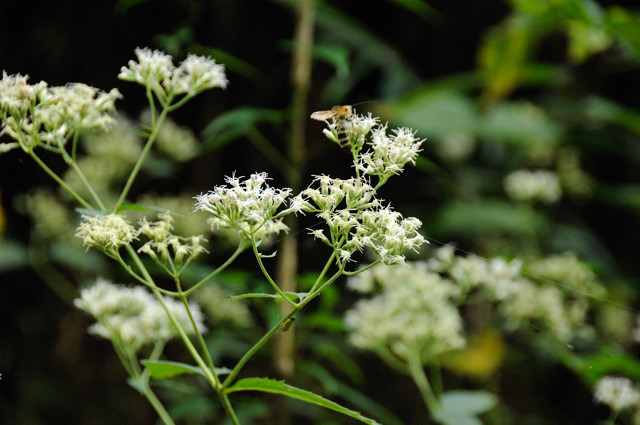 �q���h���o�i