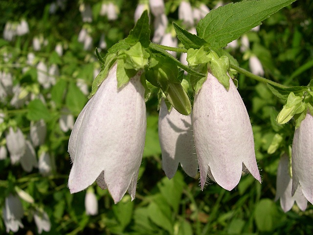 �z�^���u�N��