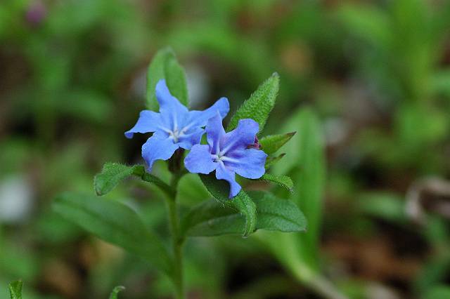 �z�^���J�Y��