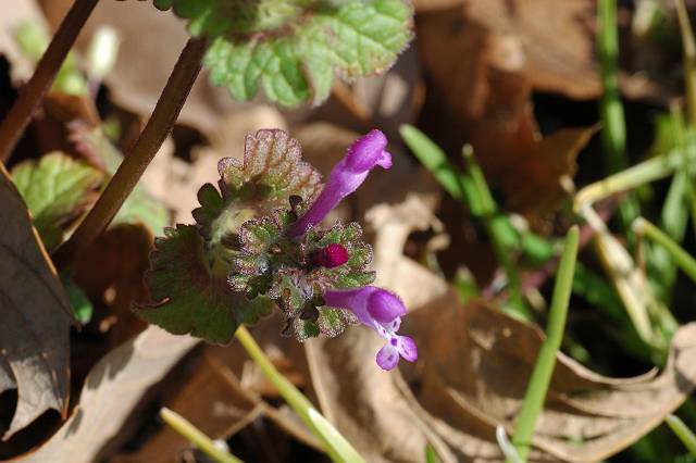 �z�g�P�m�U