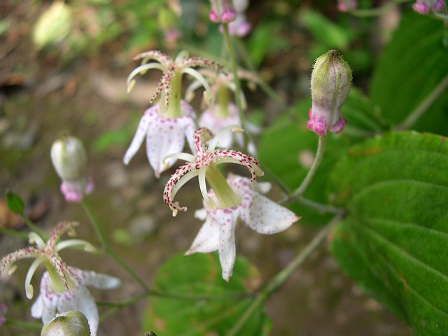 ���}�z�g�g�M�X