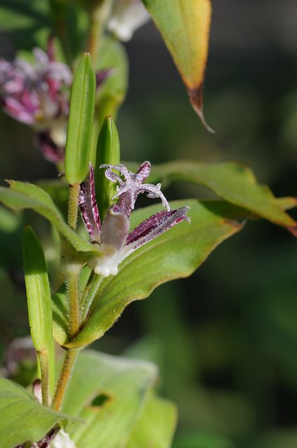 �z�g�g�M�X