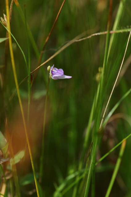 �z�U�L�m�~�~�J�L�O�T