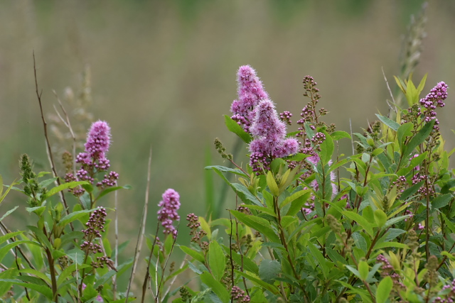 �z�U�L�V���c�P