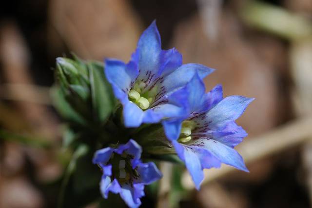 �t�f�����h�E