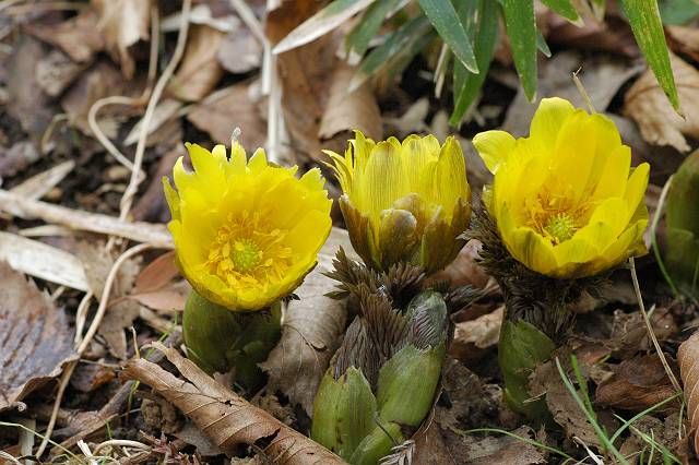 �t�N�W���\�E