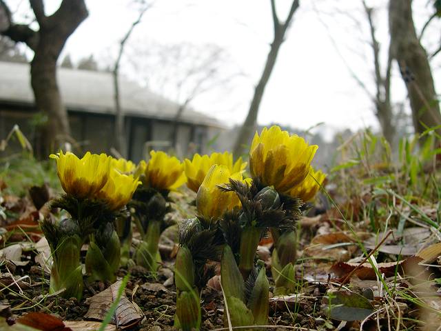 �t�N�W���\�E