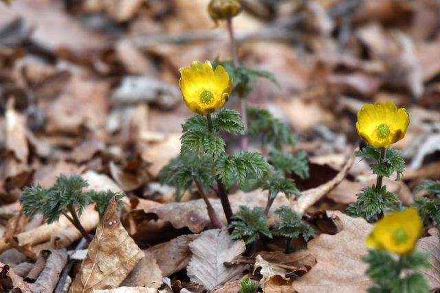 �t�N�W���\�E