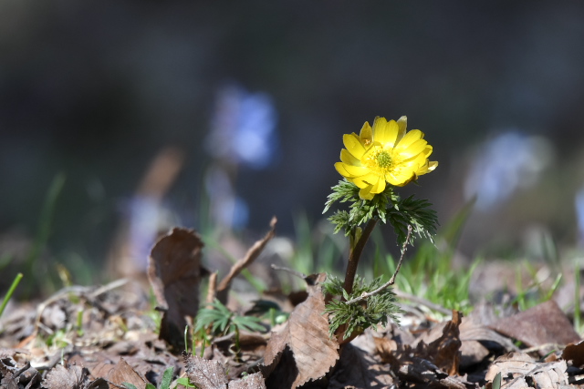 �t�N�W���\�E