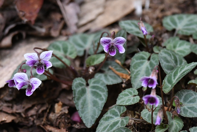 �t�C���t���g�X�~��