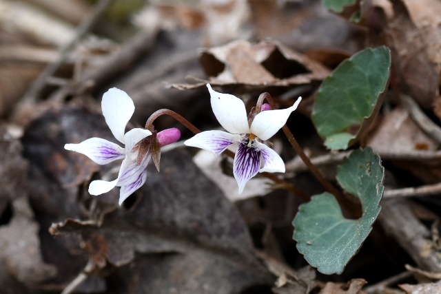 �t���g�X�~��