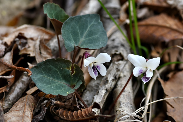 �t���g�X�~��