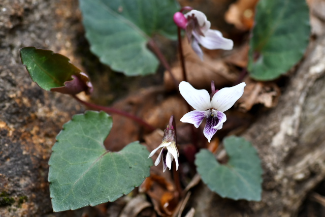 �t���g�X�~��