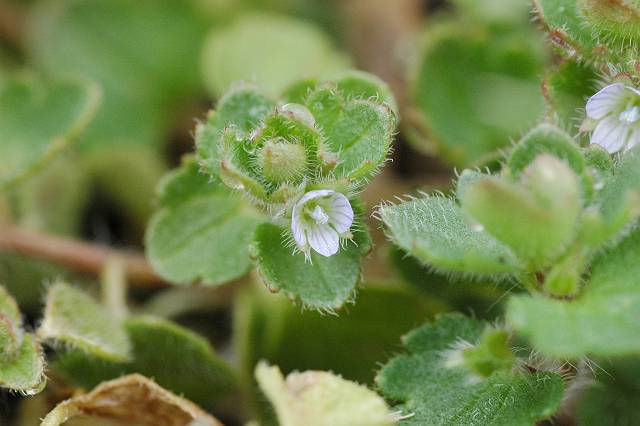 �t���T�o�\�E