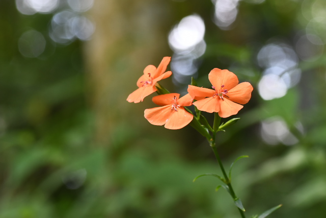 �t�V�O���Z���m�E