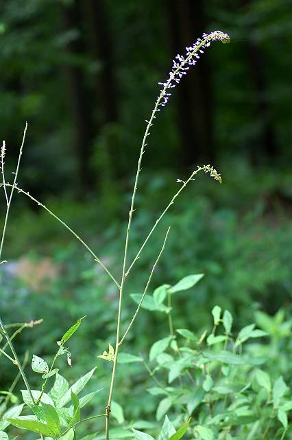 �t�W�J���]�E