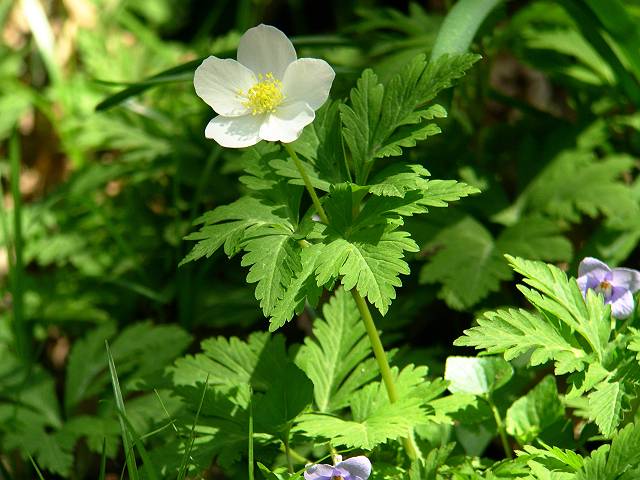 �C�`�����\�E