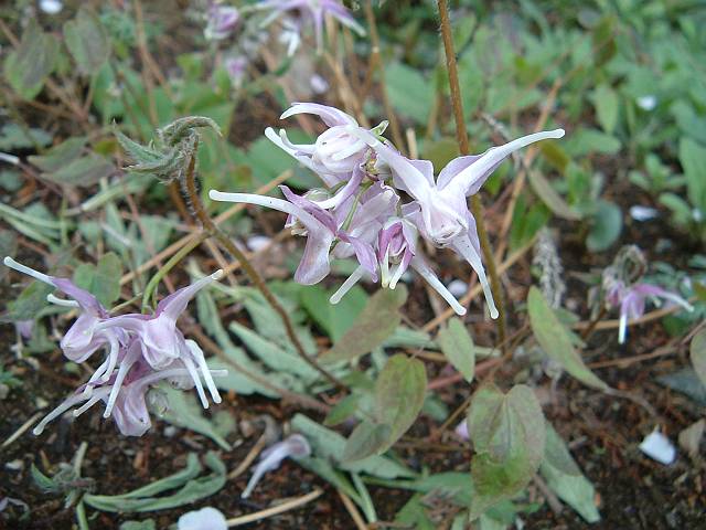 �C�J���\�E