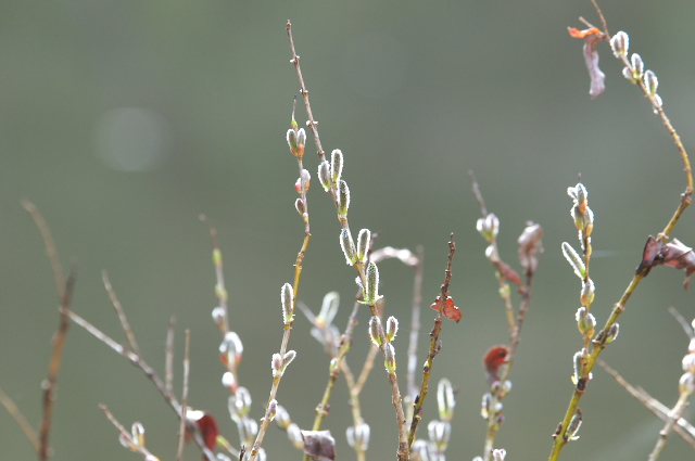 �C�k�R�����i�M