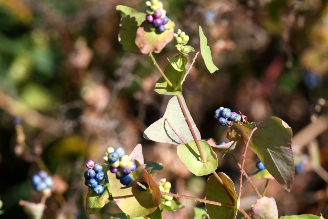 �C�V�~�J��