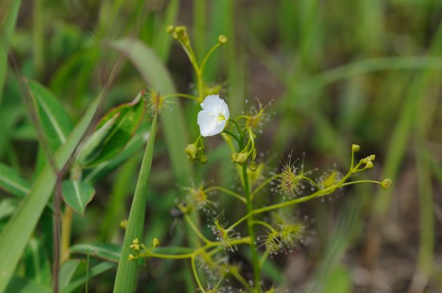 �C�V���`�\�E