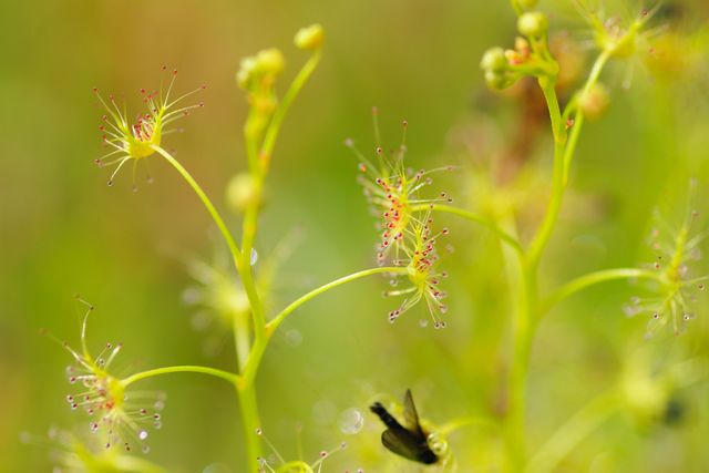 �C�V���`�\�E