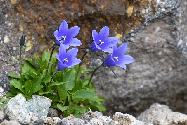 �C���M�L���E