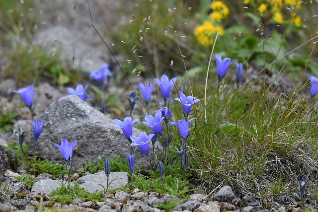 �C���M�L���E