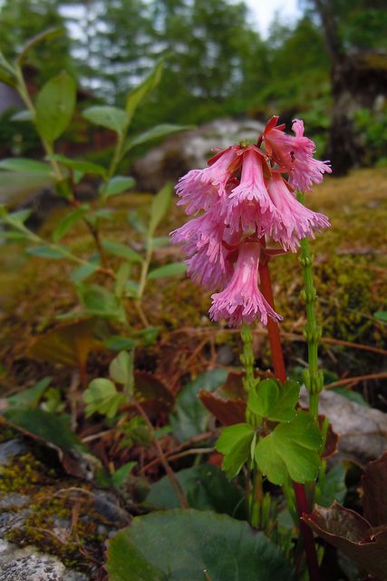 �C���J�K�~