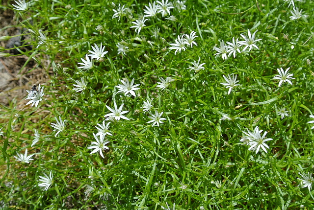 �C���c���N�T