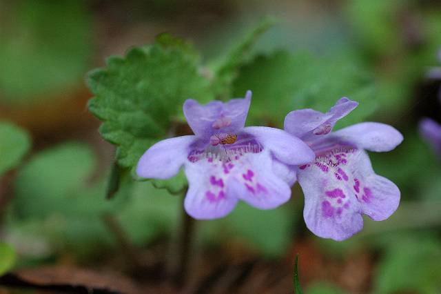 �J�L�h�I�V