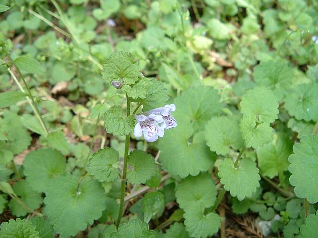 �J�L�h�I�V