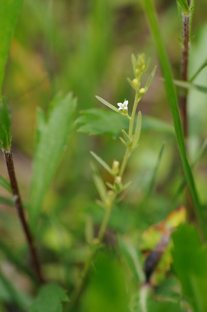 �J�i�r�L�\�E