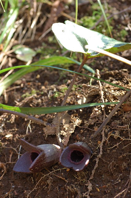 �J���A�I�C