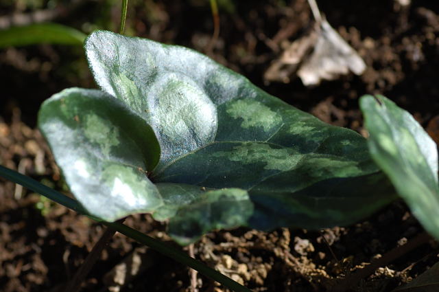 �J���A�I�C