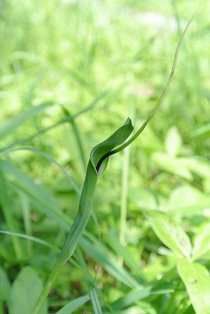 �J���X�r�V���N